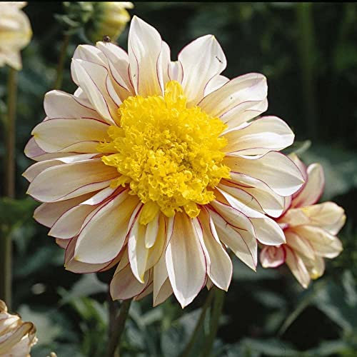 FStening 3 Pezzi Raro Dalia Bulbi Per Giardino Balcone Piantare Fiori Unici Stame Giallo Impollinazione Aperta Tuberi Dalie Perenni A Crescita Rapida