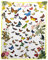 Zomer Kuscheldecke 150x200 cm Gemusterte Decke Weiche Warme Decke als Wohndecke Schlafdecke Tagesdecke oder Sofadecke mit Vielzahl von Schmetterlingen