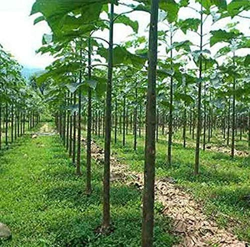 Portal Cool 1000 semi Paulownia elongata - Reale Imperatrice Tree - rapida crescita albero!