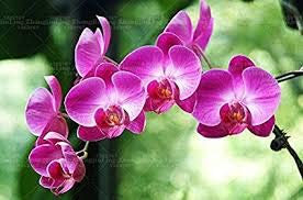 50 pc/sacchetto bonsai fiori semi di orchidee, bella orchidea phalaenopsis fiore qualita delle piante casa giardino di orchidee pentola semi bambini regalo 4