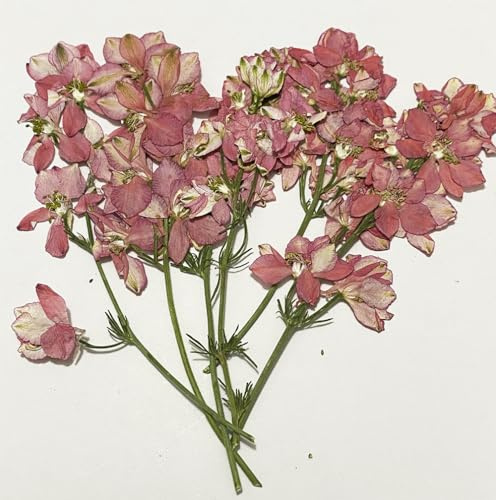 6 pcs Pink Larkspur with Stem Real Natural Dried Pressed Flowers for Resin Scrapbooking DIY Candle Decoration Jewelry Crafts