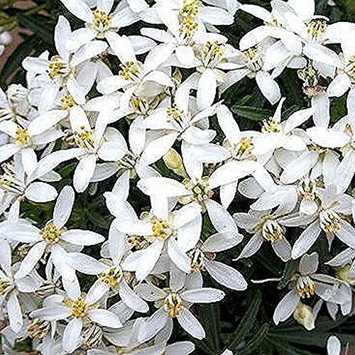 Choisya White Dazzler, oranger mexicain, arbuste persistant robuste en pot pour l'extérieur.