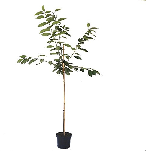 Regina späte Süßkirsche süß aromatisch Kirschbaum Halbstamm 150-170 cm 10 Liter Topf Unterlage F12/1