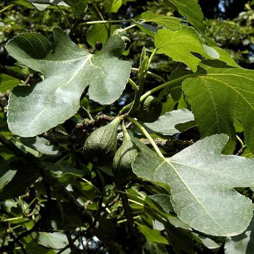 Feigenbaum Brown Turkey 100-125cm - Ficus carica - lebende Gartenpflanze aus den Baumschulen