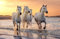 Papier Peint Photo INTISSÉ-CHEVAUX-350x260 cm-(4608AE)-Nature Paysage Cheval Poney Cowboy Western Animaux Colle Inclus Mural Décor Motif Poster Géant Stickers Muraux Optique Moderne Fond Effet XXL