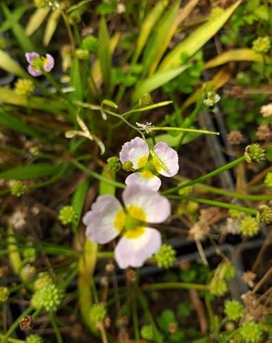 Lincsplants - Baldellia ranunculoides-1 / 1Ltr Bareroot