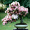 Seeds. 10 pieces Multi color Cherry Blossoms Bonsai Japanese Bonsai Sakura Domestic Garden by DIY Belli I Perenne Flowers Cherry Tree: 1