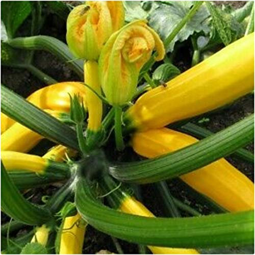 Courgette Yellow F1 'Butterstick' Plug Plants x 3 'Grow Your Own'
