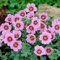 Geranium Rothbury Gem Cranesbill Compact Deciduous Pink Flowering Garden Shrub (20-30cm (Incl. Pot))