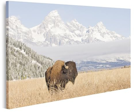 islandburner Bild auf Leinwand Bison Vor Schneebergen In Offener Landschaft Bilder Wandbilder Poster