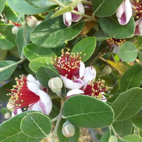 Feijoa Acca sellowiana Guayabo del Brasile pianta ad alberello in vaso ø30 cm h. 110/130 cm Vivaio di Castelletto