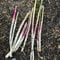 200 pcs wilder spargel samen - pflanzen samen indoor, seltene pflanzen spargel pflanzen kaufen bio gemüse, pflanzen samen gemüsebeet balkon, pflanzensamen samen gemüse, hochbeet kräuter