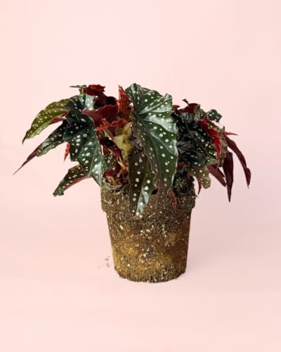 PUR PLANT Begonia Maculata Black Forest | Planta de Interior Natural Decorativa | Hojas Oscuras con Puntos Plateados | Maceta de Ø 14 cm