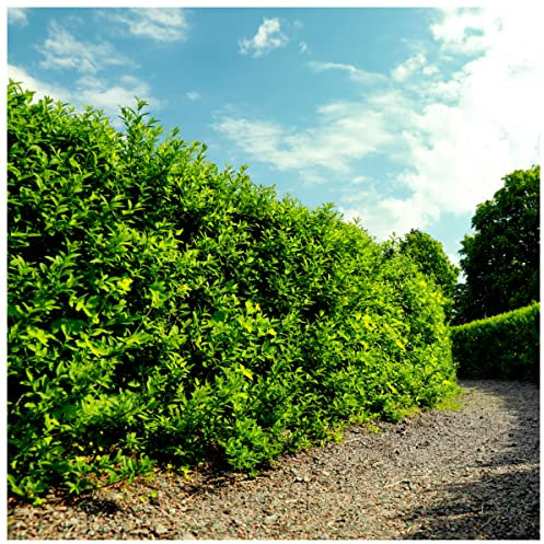 1 Green Privet Hedging Plant, 30-40cm, 9cm Pot 3fatpigs®