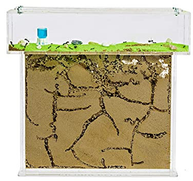 AntHouse - Fourmilière Naturelle en Sable | Kit T Big Acrylique 25x20x1,5 cm | Fourmis Incluses