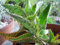 Portal Cool Kalanchoe daigremontiana, para el cáncer, Planta 25cm alto valor ecológico Sin Pot