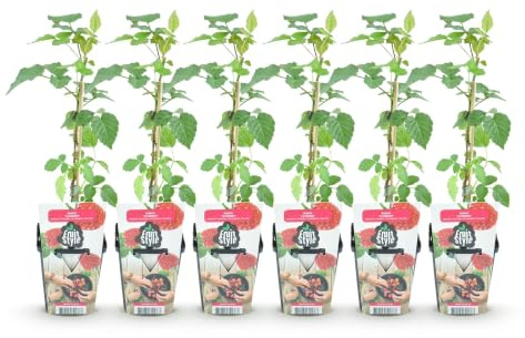 GreenboutiQ - Obstpflanzen - Taybes - Rubus Tayberry - Winterhart - 6 Pflanzen - Topf 9 cm - Rote Früchte