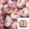 Potseed Germination Les graines: 30x bulbes Graines ail Frais Portugais! Saveur! Livraison Gratuite Xdd
