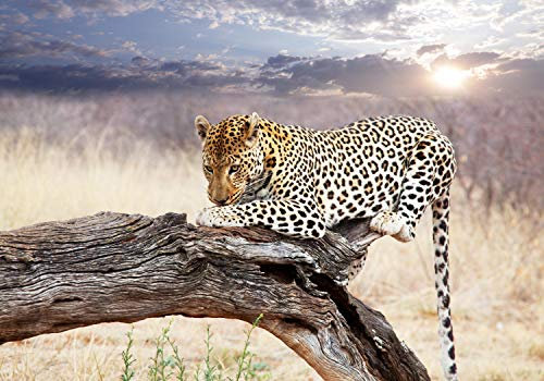 wandmotiv24 Fototapete Leopard Ast Savanne Himmel, XL 350 x 245 cm - 7 Teile, Wanddeko, Wandbild, Wandtapete, tier Afrika M4814