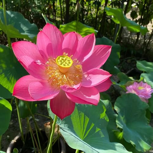 30 pcs lotus samen winterhart (Nelumbo nucifera) - geschenke für gartenfreunde, winterharte stauden für pralle sonne lotusblume blumen für balkon, bio saatgut balkonblumen, pflanzen