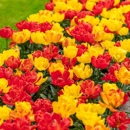Tulip 'Baby Blend' – Compact Early Flowering Tulip Bulbs, Bright Orange, Red & Yellow, Perfect for Containers, Borders & Bedding, Includes Award-Winning Varieties – 8X Bulbs by Thompson & Morgan