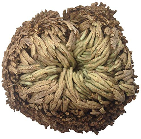 Brxmpn Rose Der Auferstehung (Selaginella Lepidophylla) – Luftfarn-moos Für Zuhause, Büro, Küche, Schlafzimmer