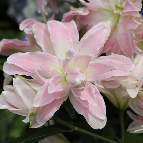 5 pz Acquista bulbi di giglio - Lilium brownii - Piante in vaso a fioritura primaverile vere gigli giganti gigli d'albero tuberi resistenti decorazione floreale, piante da giardino