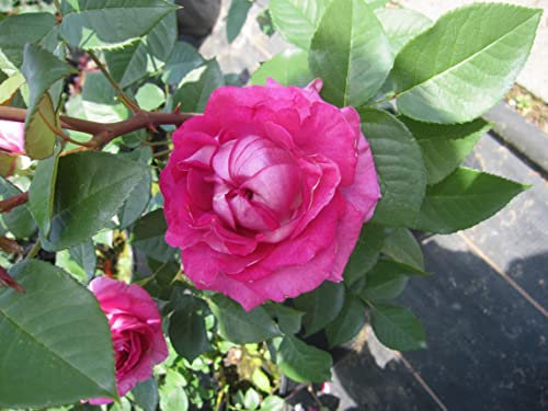 Rosa Fräulein Maria ® - Beetrose - Parfuma Rose - Kordes Rose - ADR Rose