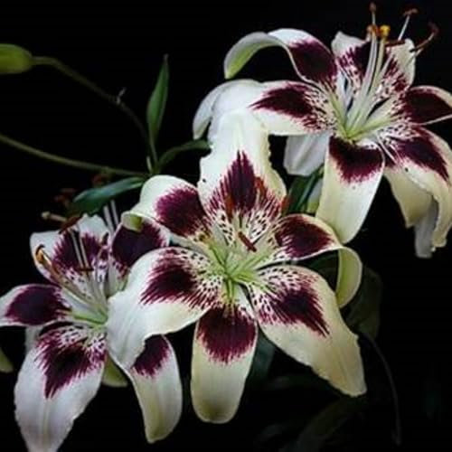 Lilium martagon zwiebeln,Winterharte mehrjährig,Lilien im topf,lilie riesen,lilien Deko,lilien zwiebeln Forever susan,Lilie,duft lilien,lilien knollen,lilien zwiebeln winterhart.-8 zwiebeln-H