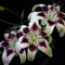 Lilium martagon zwiebeln,Winterharte mehrjährig,Lilien im topf,lilie riesen,lilien Deko,lilien zwiebeln Forever susan,Lilie,duft lilien,lilien knollen,lilien zwiebeln winterhart.-8 zwiebeln-H