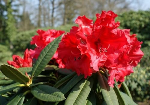 Großblumige Alpenrose Taurus - Rhododendron hybride Taurus 30-40cm