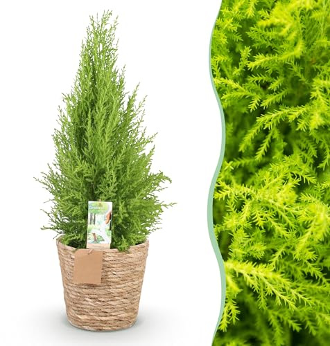 Cupressus Gold Crest Wilma - Conifera da appartamento - Bassa manutenzione - Con cesto - Verde - 85-95cm - Ø21cm - Pianta d'appartamento - Sempreverde