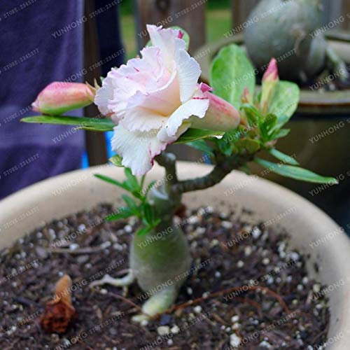 Bloom Green Co. 1 Stk Desert Rose Bonsai Topfblumen Bonsai Adenium Obesum Indoor Bonsai Plant Mini Topfbaum für Hausgarten-Anlage: 15