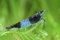 Garnelen Einsteigergarnelen Neocaridina davidi - lebend Zwerggarnelen für das Aquarium - 5er Pack, Farbe schwarz gestreift