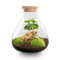 urbanjngl.com - Flaschengarten - Sammie - Ökosystem mit Pflanzen im Glas - ↑ 26,5 cm Sammie Coffea - Do-It-Yourself Paket - DIY-set - Pflanze im Glas - Komplettset Terrarium - Pflanzenterrarium Sammie