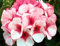 Ivy Geranien Samen - Pelargonium fußblatt