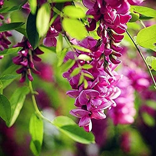 20Pcs Semi di glicine Semi di glicine perenni a crescita rapida resistenti al freddo Giardinaggio all'aperto Piantare Tipo di cascata Ornamentali da esterno