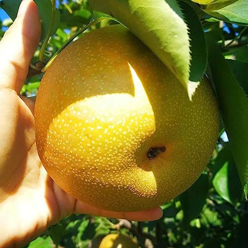 80 Pcs Birnenbaum Winterhart Samen, Pflanzen Züchten, Winterharte Pflanzen (Pyrus Communis) Bonsaibaum, Samen Alte Sorten Obstbäume, Obst Frisch, Säulenobst Baumsamen, Geschenk Garten