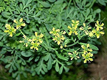 Semi di Erbe organici Rue Ruta Dushistaya (Ruta graveolens) da Ucraina 50 Semi