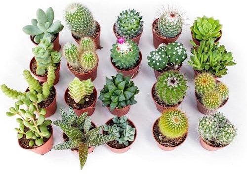 Italy Green Life - Set Mix di 30 Succulente Senza Spine e Cactus Veri | Mini Piante da Interno ed Esterno | Piante Resistenti per Scrivania, Casa e Ufficio | Regali Ecosostenibili, Bomboniere