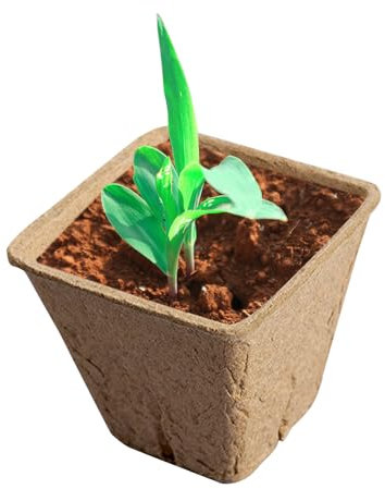 Pentole di torba, set di partenza per semi di piante, piccoli vasi di torba, piantine di pomodoro vegetale e germinazione di semi di erbe, strumenti per la coltivazione di ortaggi per giardino prato