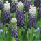 Bulbos de jacinto de uva, floración primaveral, resistente, planta perenne, plantación en jardín-e-4 bulbos