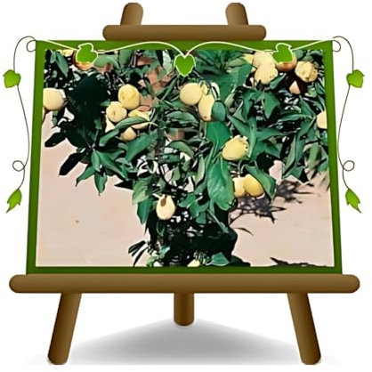 EURO PLANTS VIVAI Prunier Nain jaune en pot 24 cm hauteur maximale 100 cm - Âge 4 ans