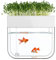 SIQI kleines ökologisches Aquarium, selbstreinigendes Aquarium, das Nahrung anbaut, Mini-Aquaponik-Ökosystem (großartiges Gartengeschenk & Familienprojekt)