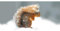 Postkarte PANORAMA +++ GEO von modern times +++ EICHHÖRNCHEN * XXL +++ BK.EDITION GEO © CAIRNS, Peter/scotlandbigpicture