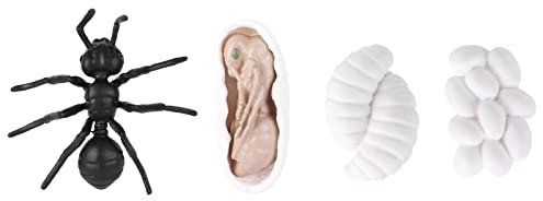 Insekten-Wachstumszyklus-Modell Insekten-Lebenszyklus-Bildungsmodell für Kinder(M4183 Ameisen (50,5g))