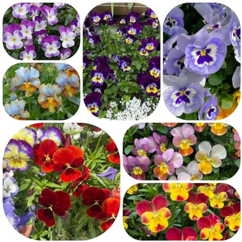 semillas de pensamiento perenne - plantas decorativas balcón flores de primavera plantas de jardín perenne resistente Semillas de variedades antiguas para camas elevadas de balcón 550pcs