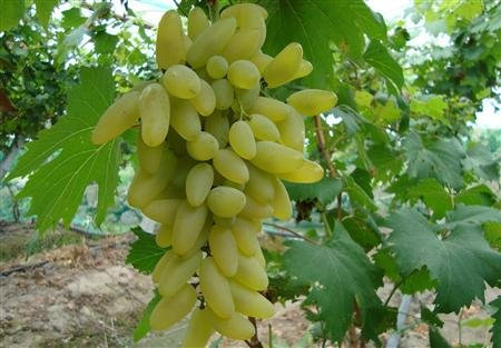 100% Echte Golden Finger Green Sweet Traube Bio-Saatgut, Profi-Pack, 15 Samen / Pack, Hardy Pflanze Köstlicher Frucht