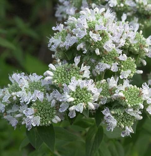 Amerikanische Bergminze - Pycnanthemum pilosum