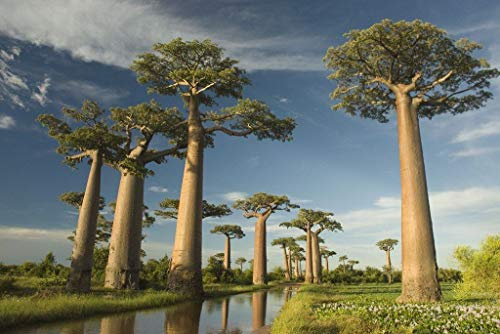 Seeds 10 Exoti pieces? Baobab seeds of bonsai agramsero nano flower plants house furnishings